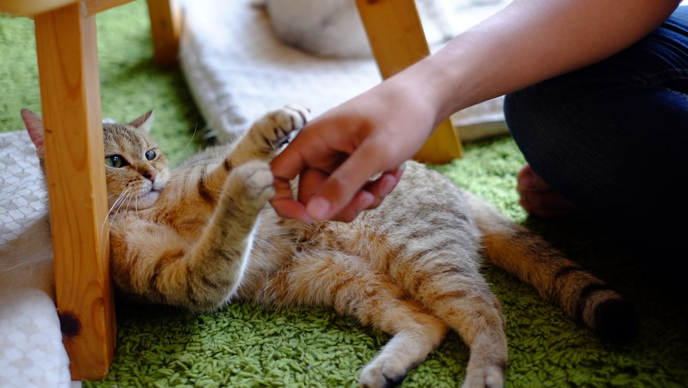 kucing covid-19